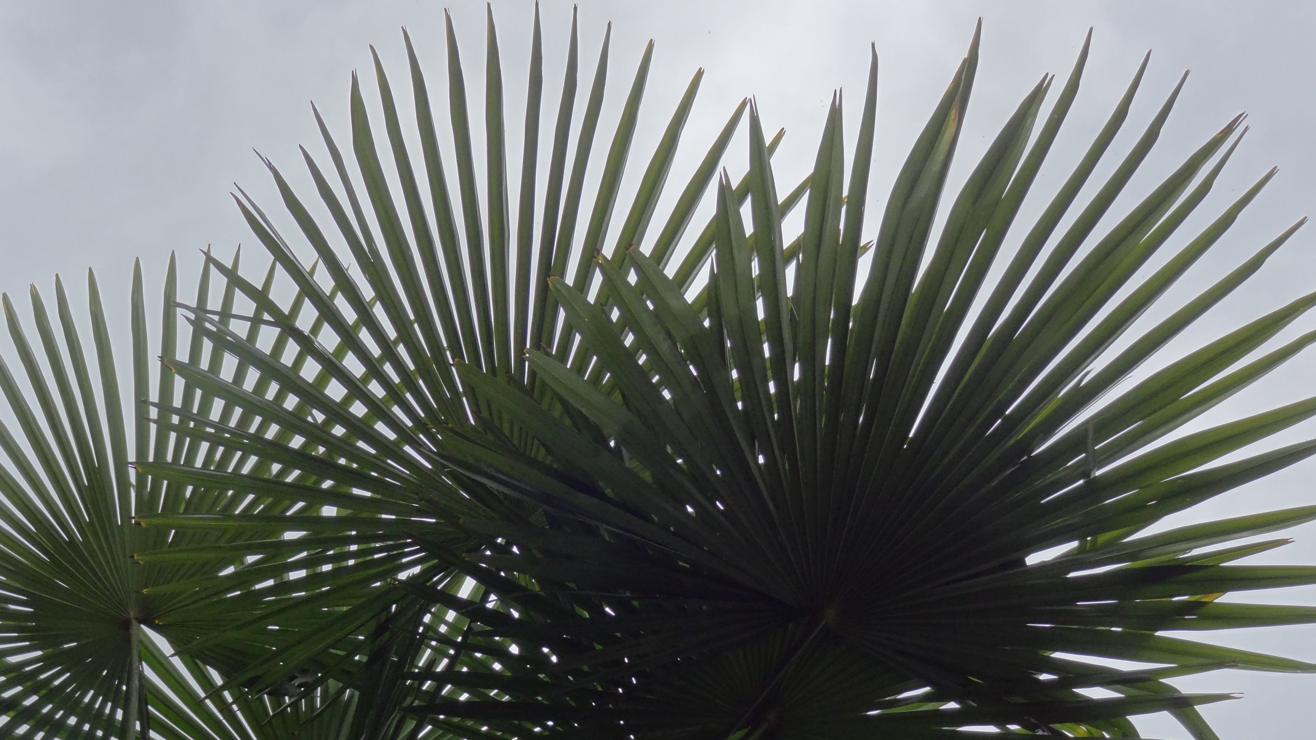 Trachycarpus fortunei