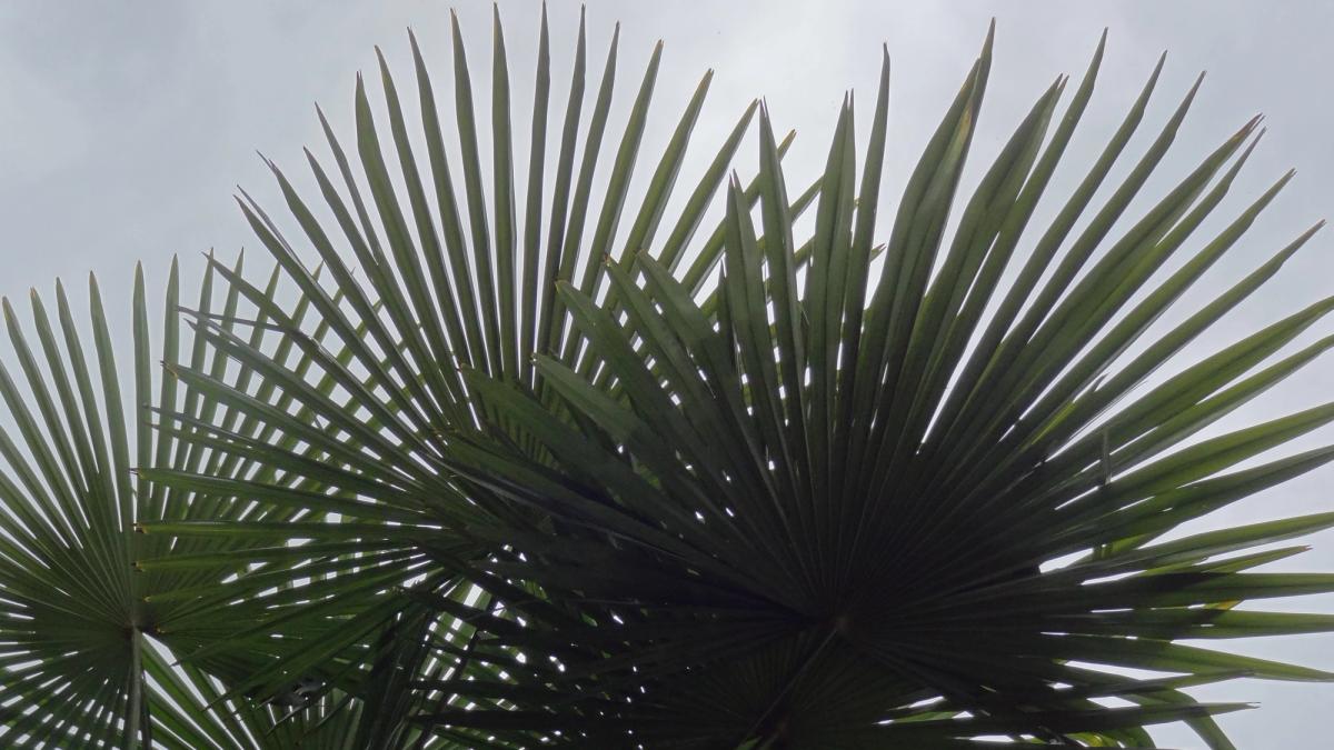 Trachycarpus fortunei