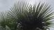 Trachycarpus fortunei