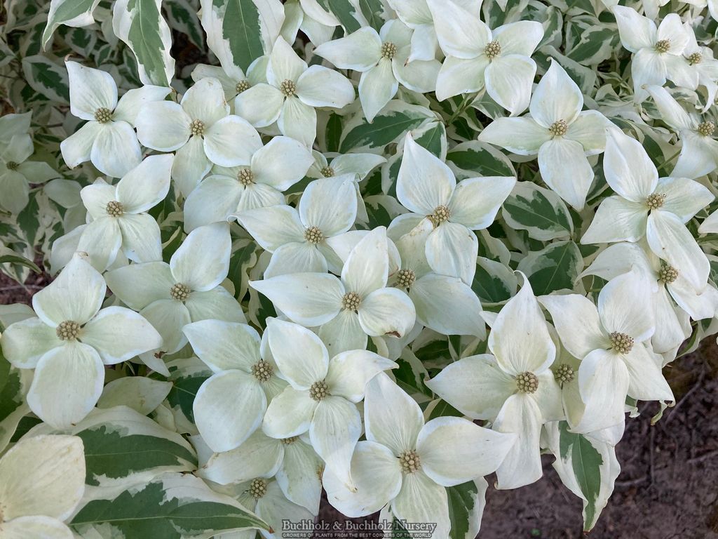 Cornus kousa 'Summer Fun'