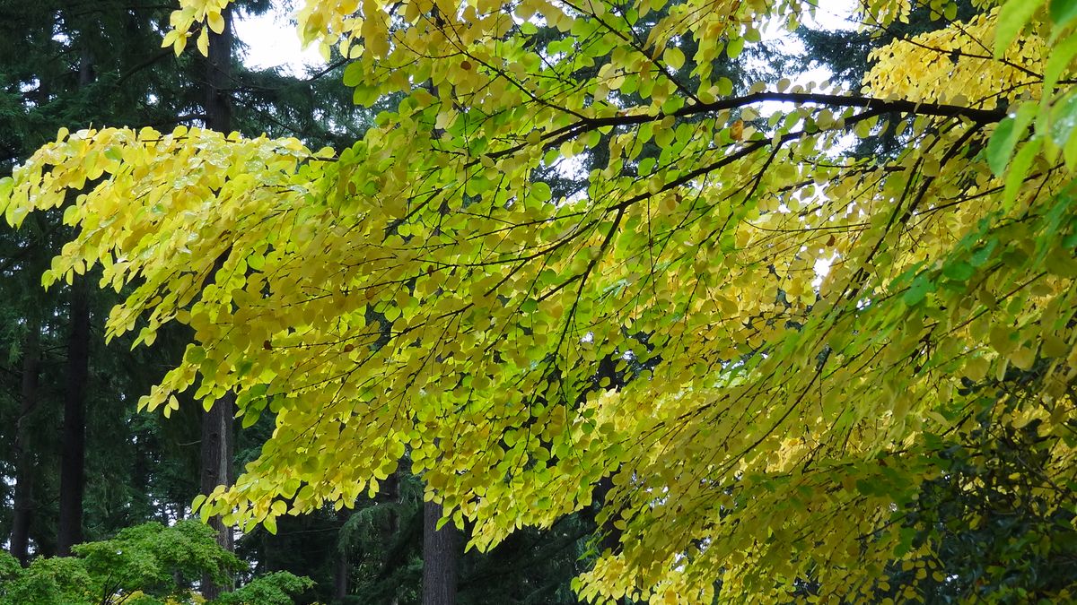 Cercidiphyllum japonicum