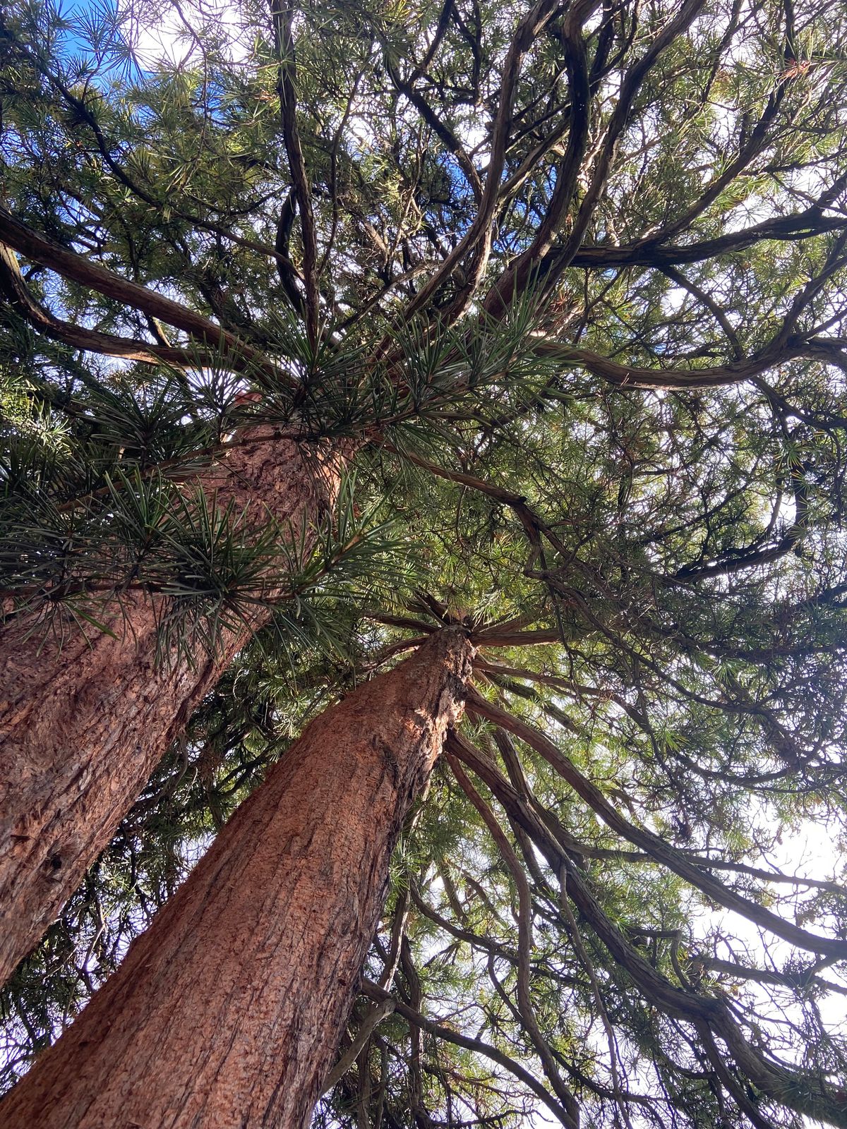 Sciadopitys verticillata