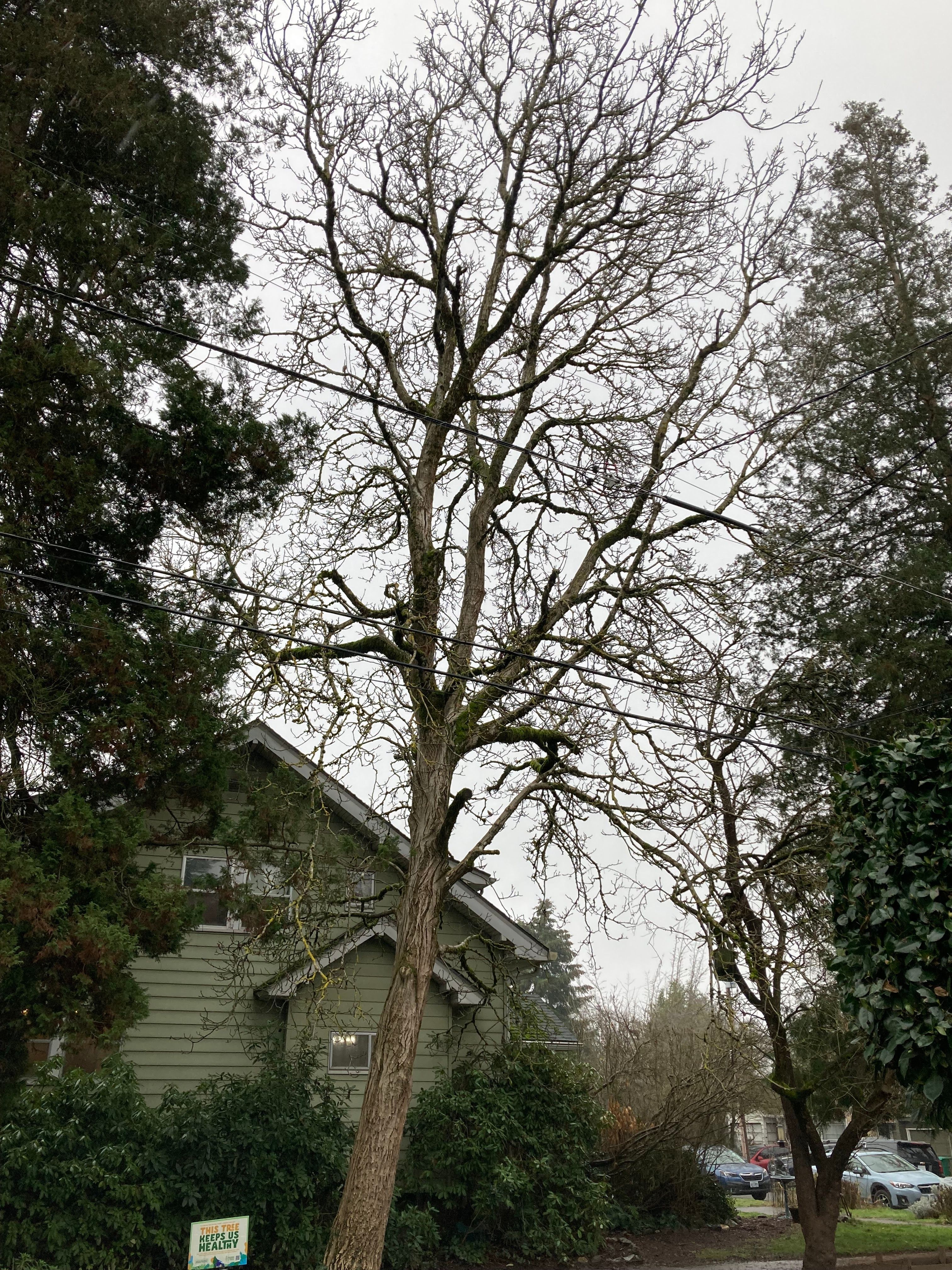 Juglans regia