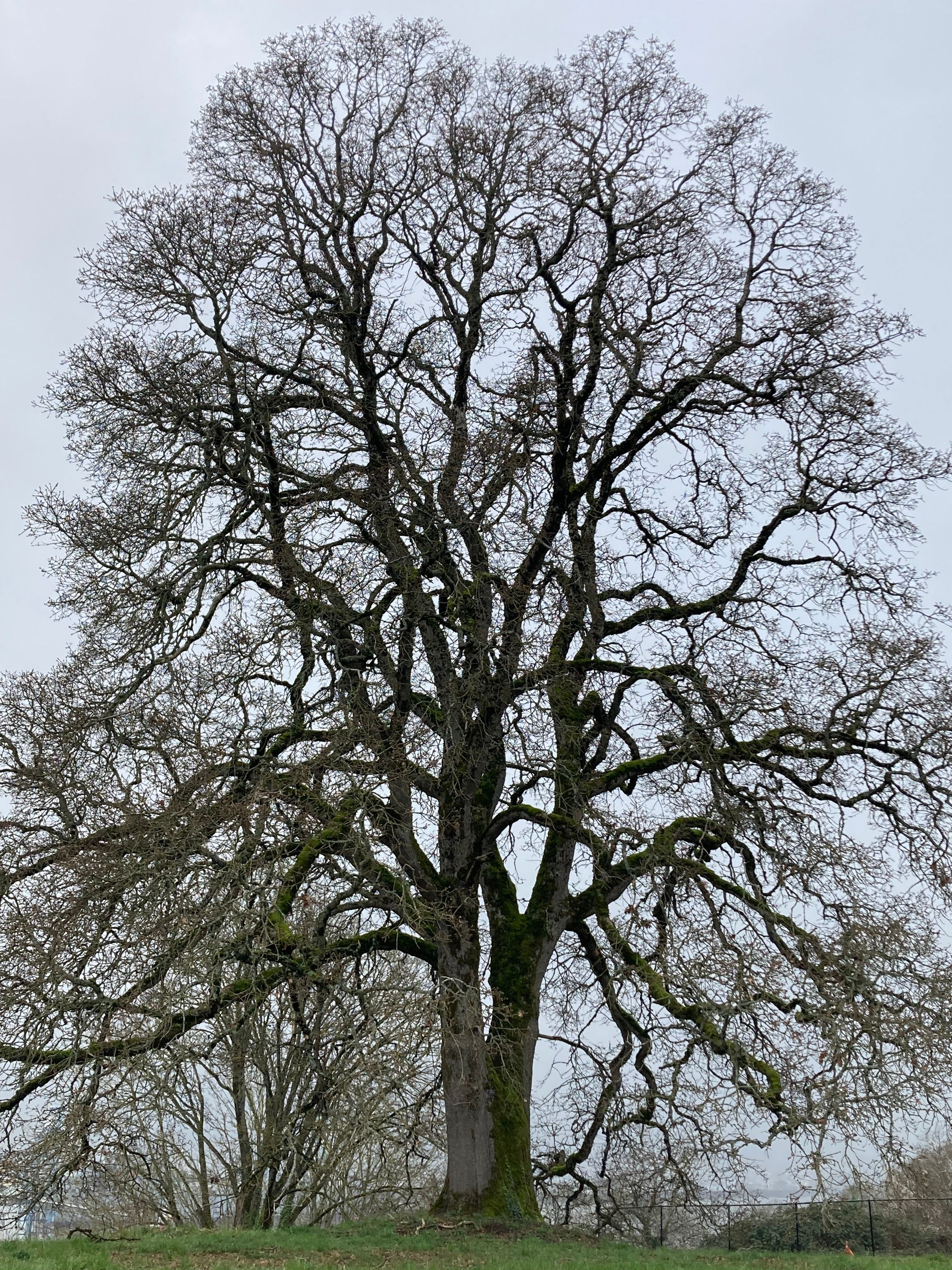 Quercus garryana