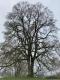 Quercus garryana