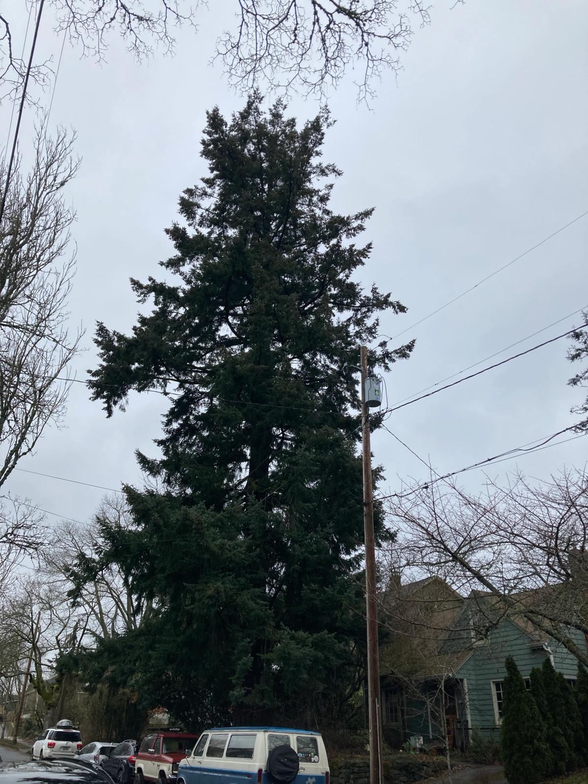 Pseudotsuga menziesii on 53rd Ave