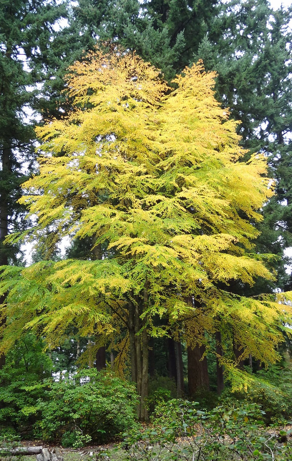 Cercidiphyllum japonicum