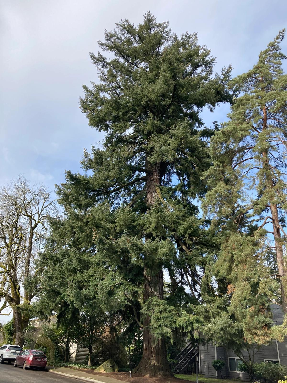 THE Peg tree in Lake Oswego
