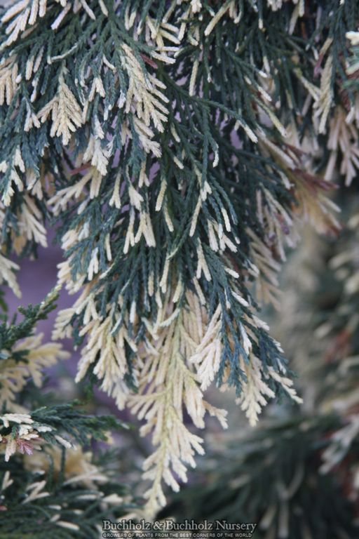 Chamaecyparis nootkatensis 'Sparkling Arrow'