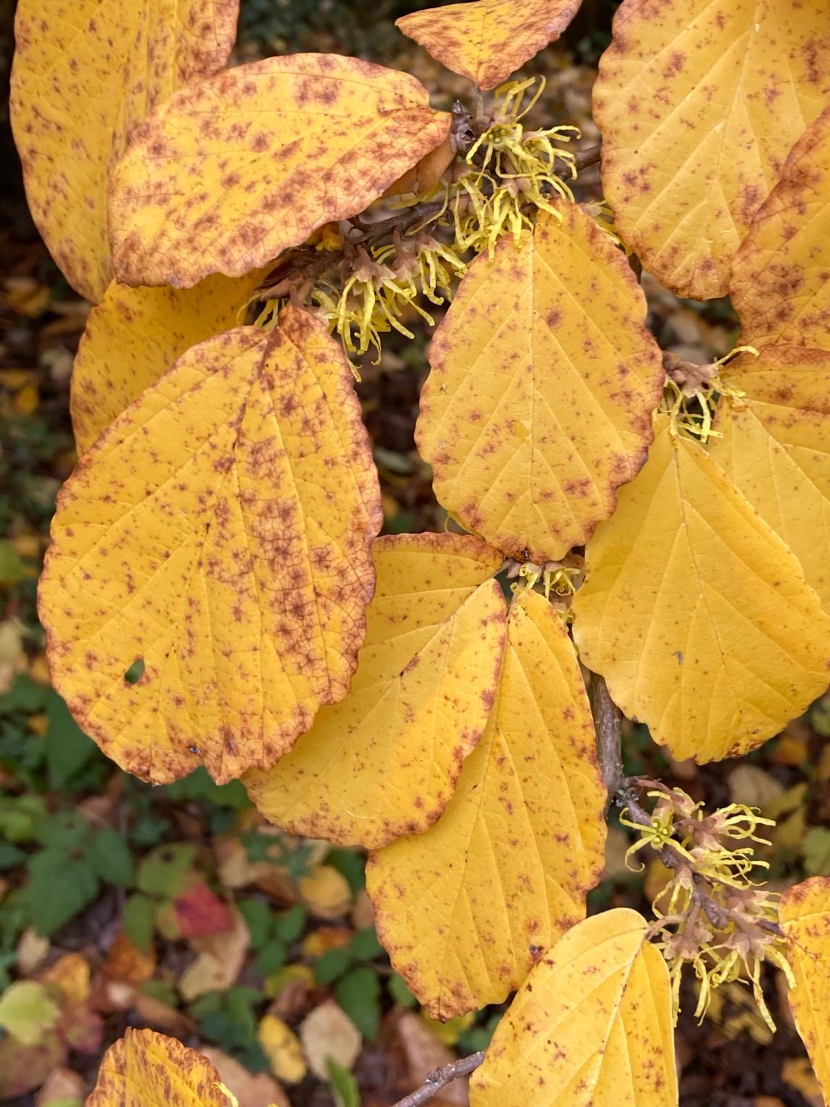 Hamamelis japonica