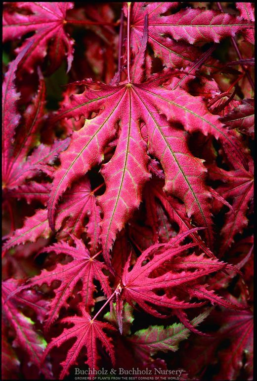 Acer palmatum 'Purple Ghost'