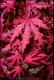 Acer palmatum 'Purple Ghost'