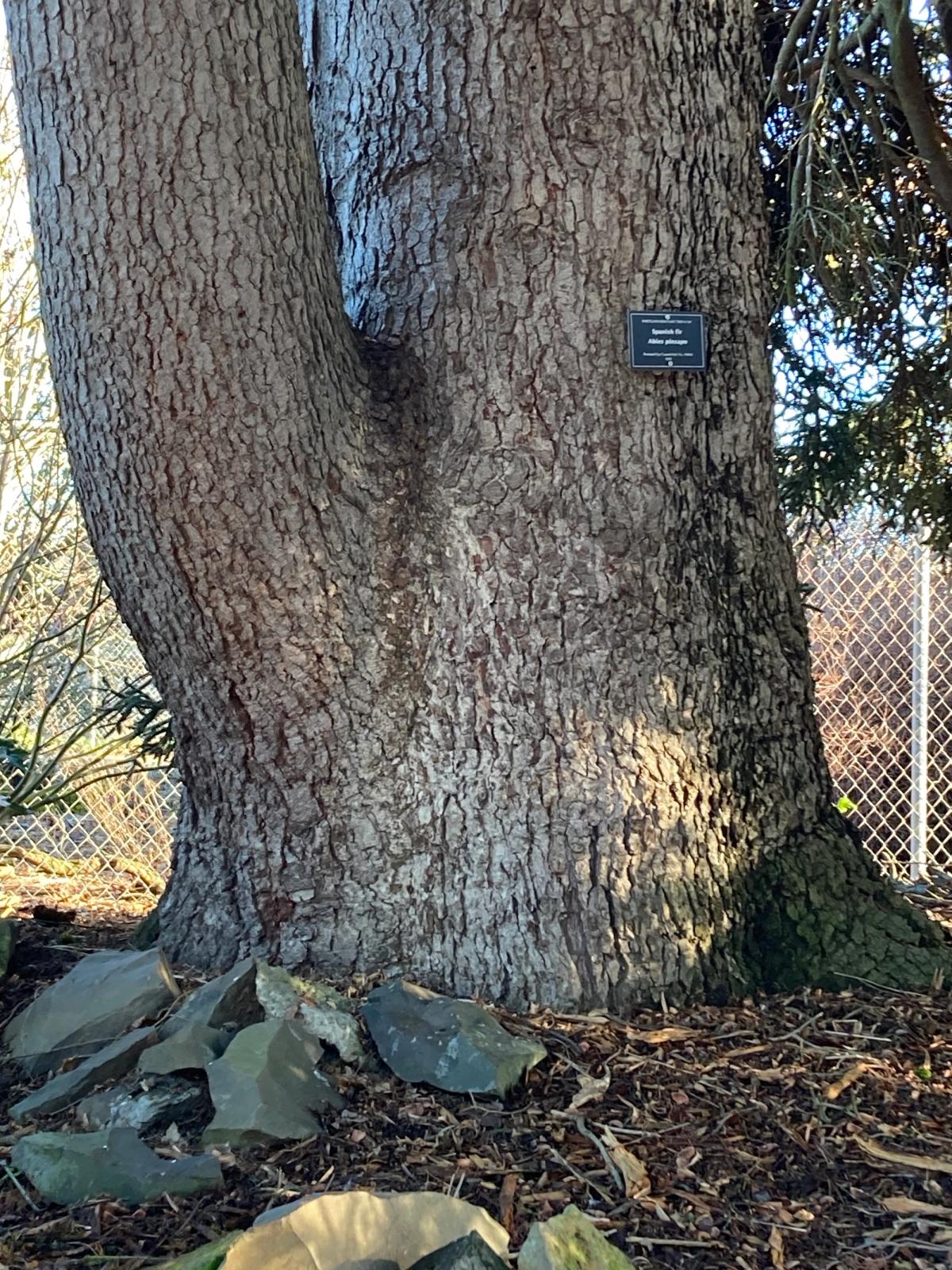 Abies pinsapo on N Charleston Ave