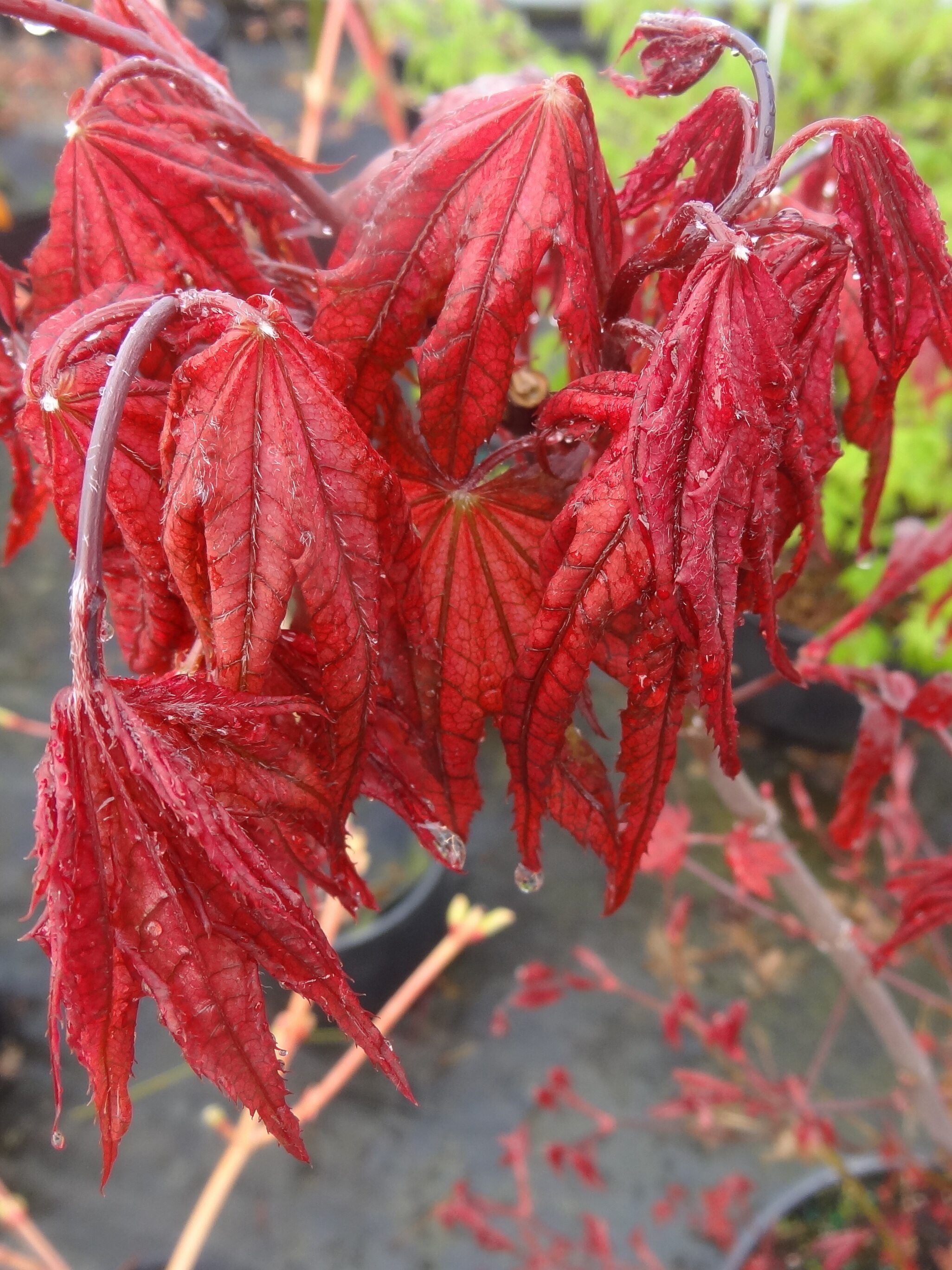 Acer palmatum Frosted Purple 3