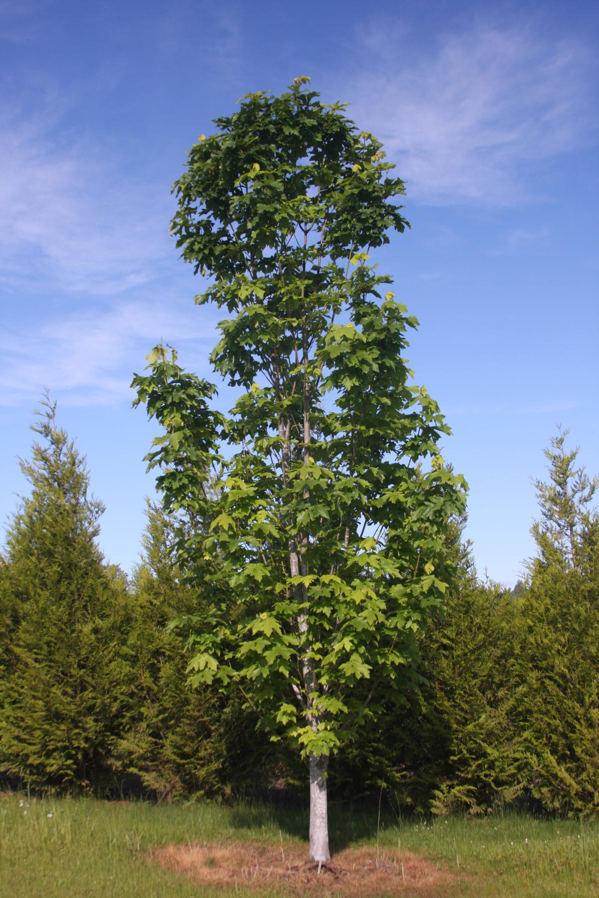 Acer macrophyllum 'Seattle Sentinel' at the Flora Wonder Arboretum