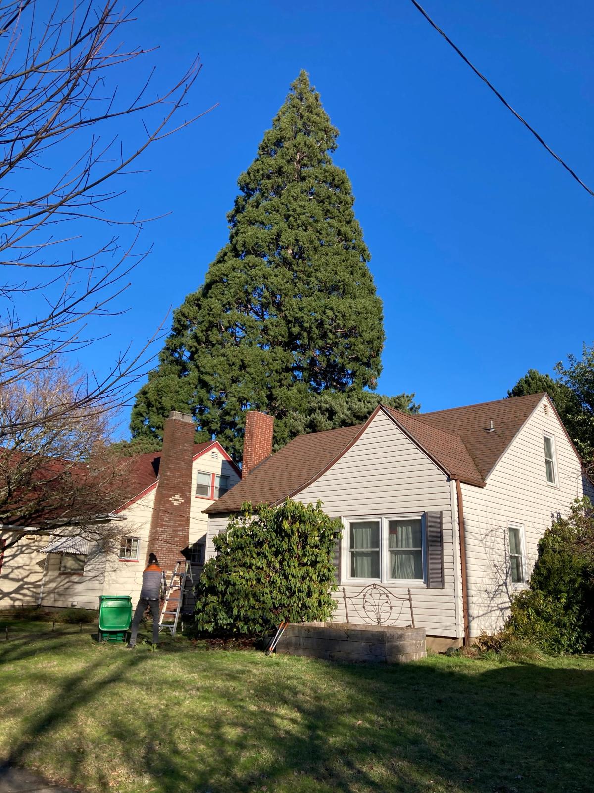 Sequiadendron giganteum on Oatman Ave.