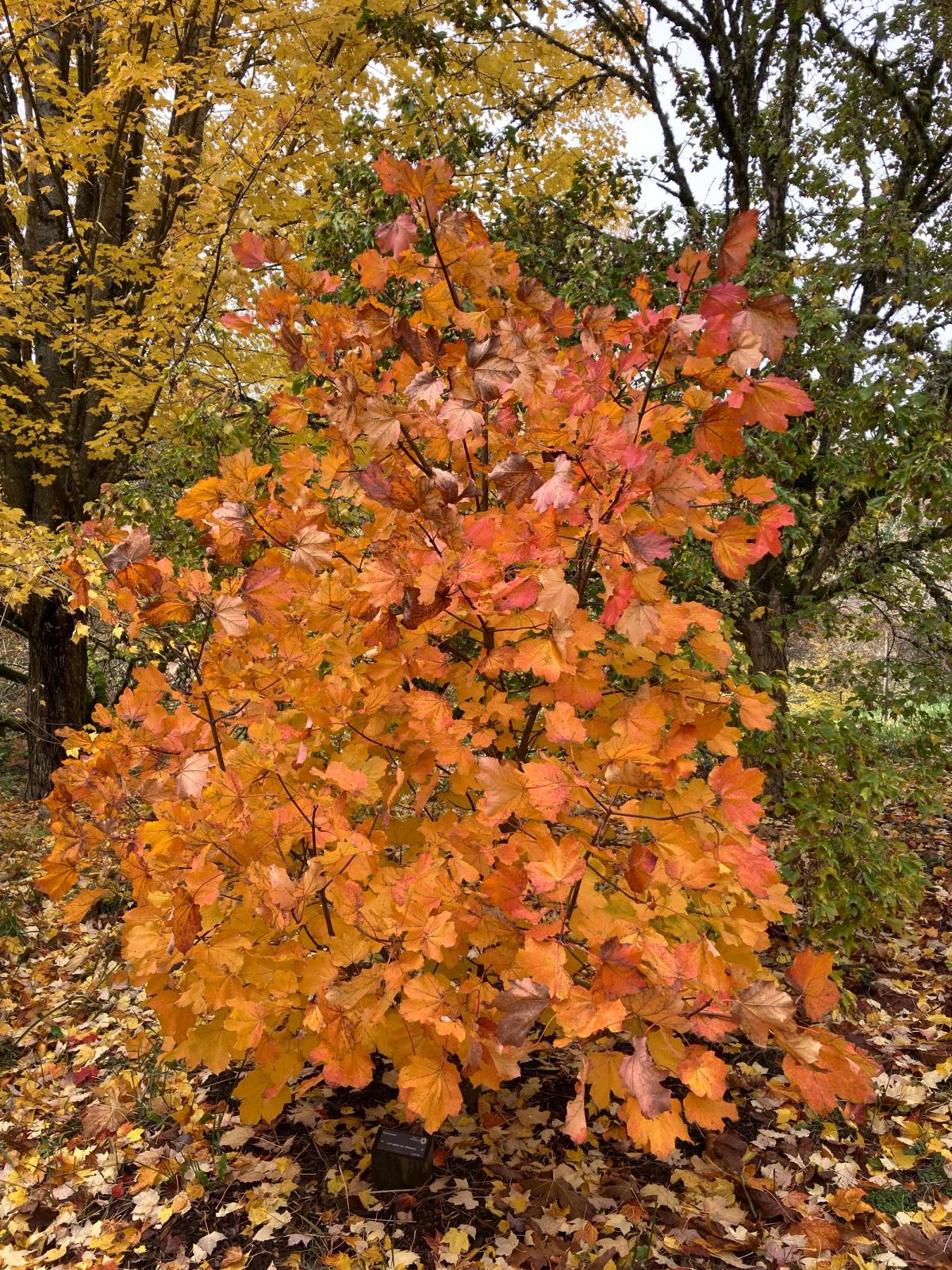 Acer opalus subsp. obtusatum