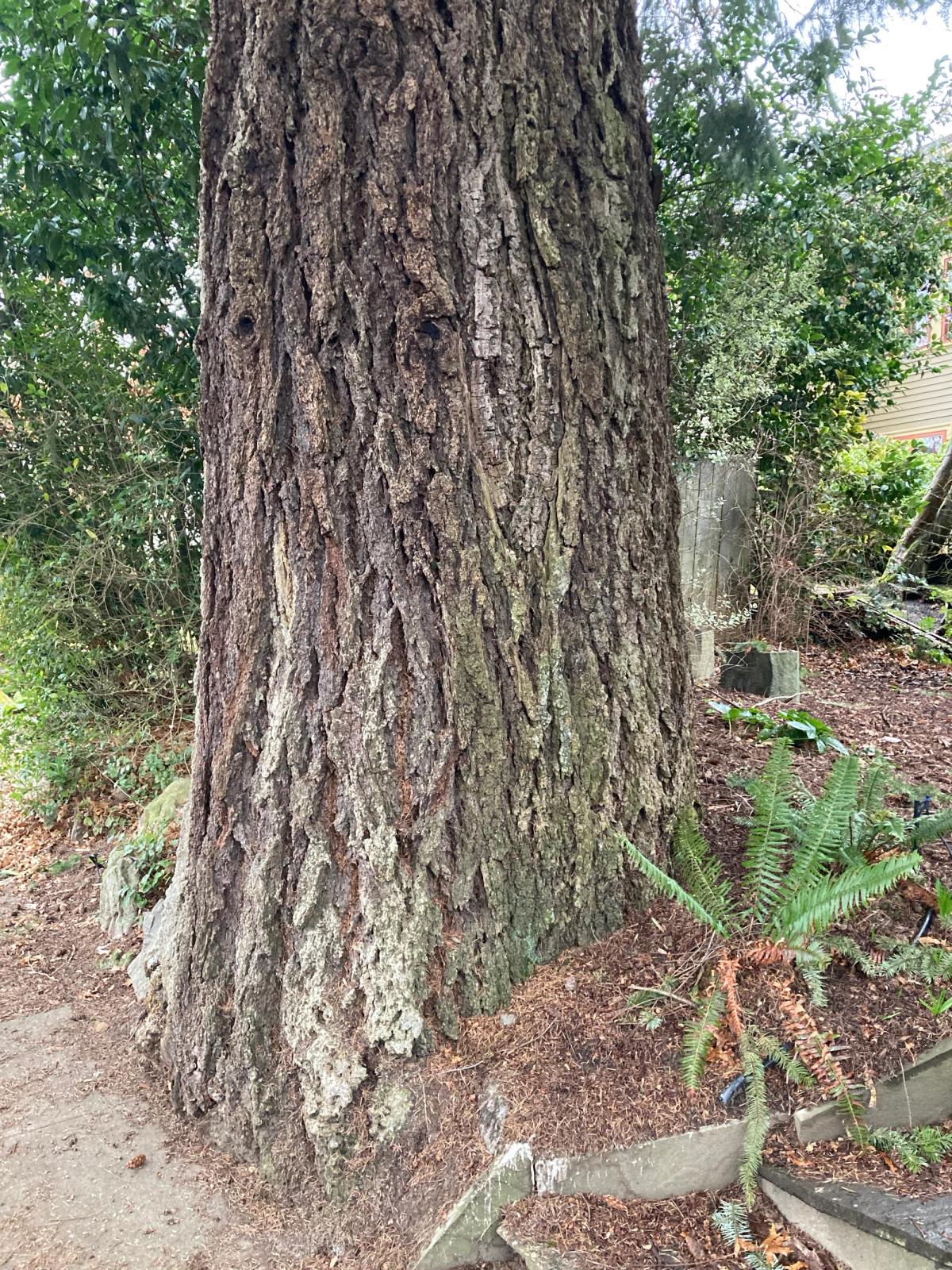 Pseudotsuga menziesii on 53rd Ave