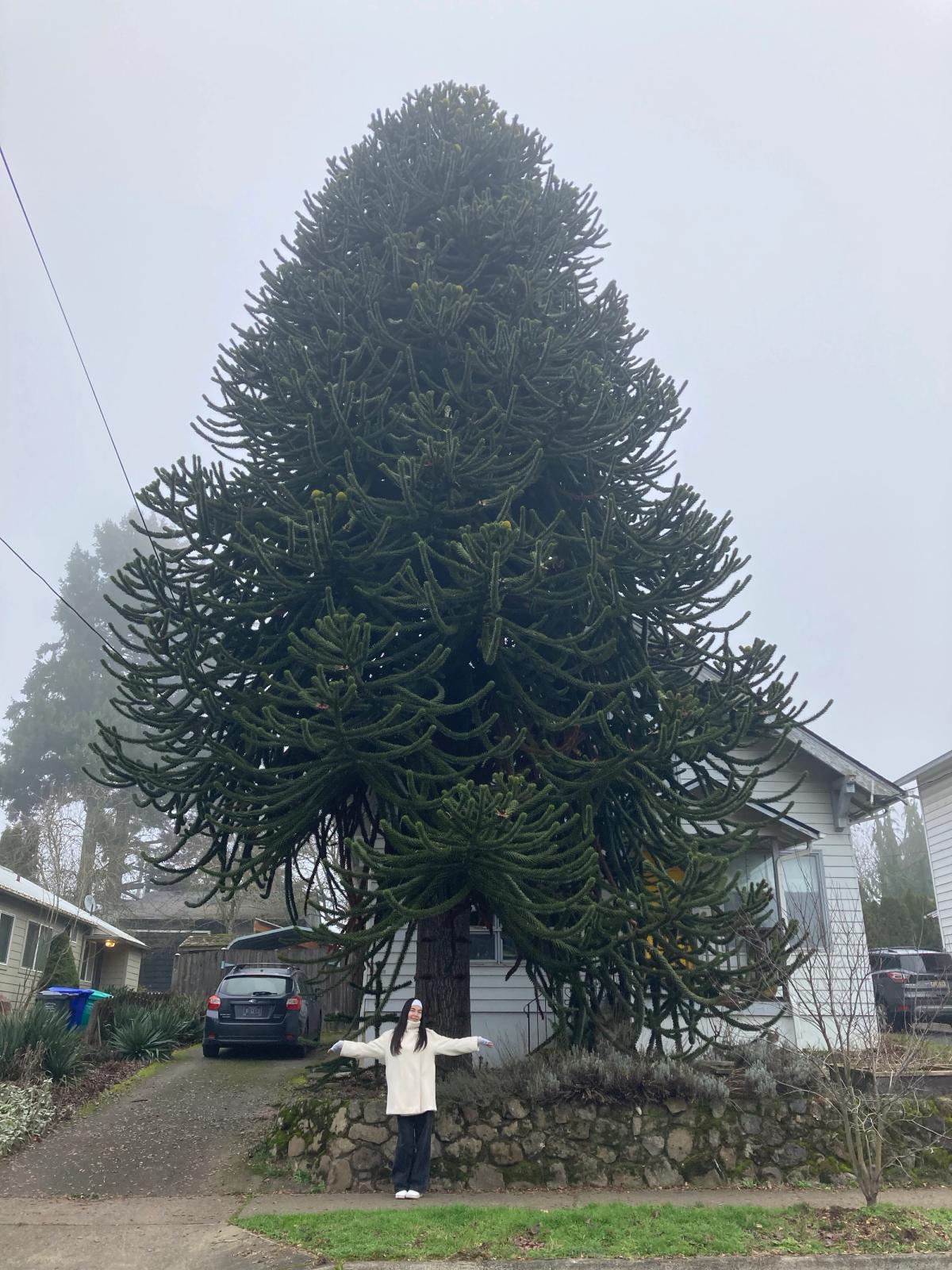 Female Araucaria araucana