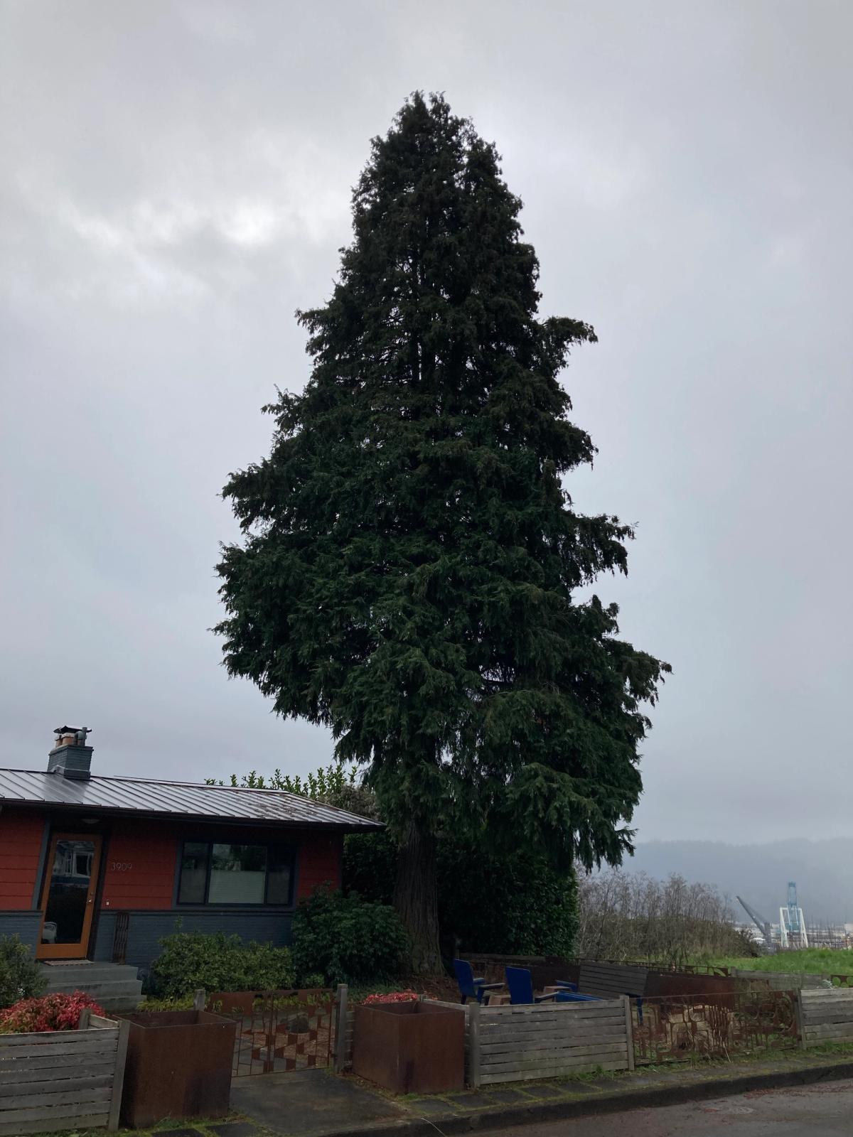 Chamecyparis lawsoniana