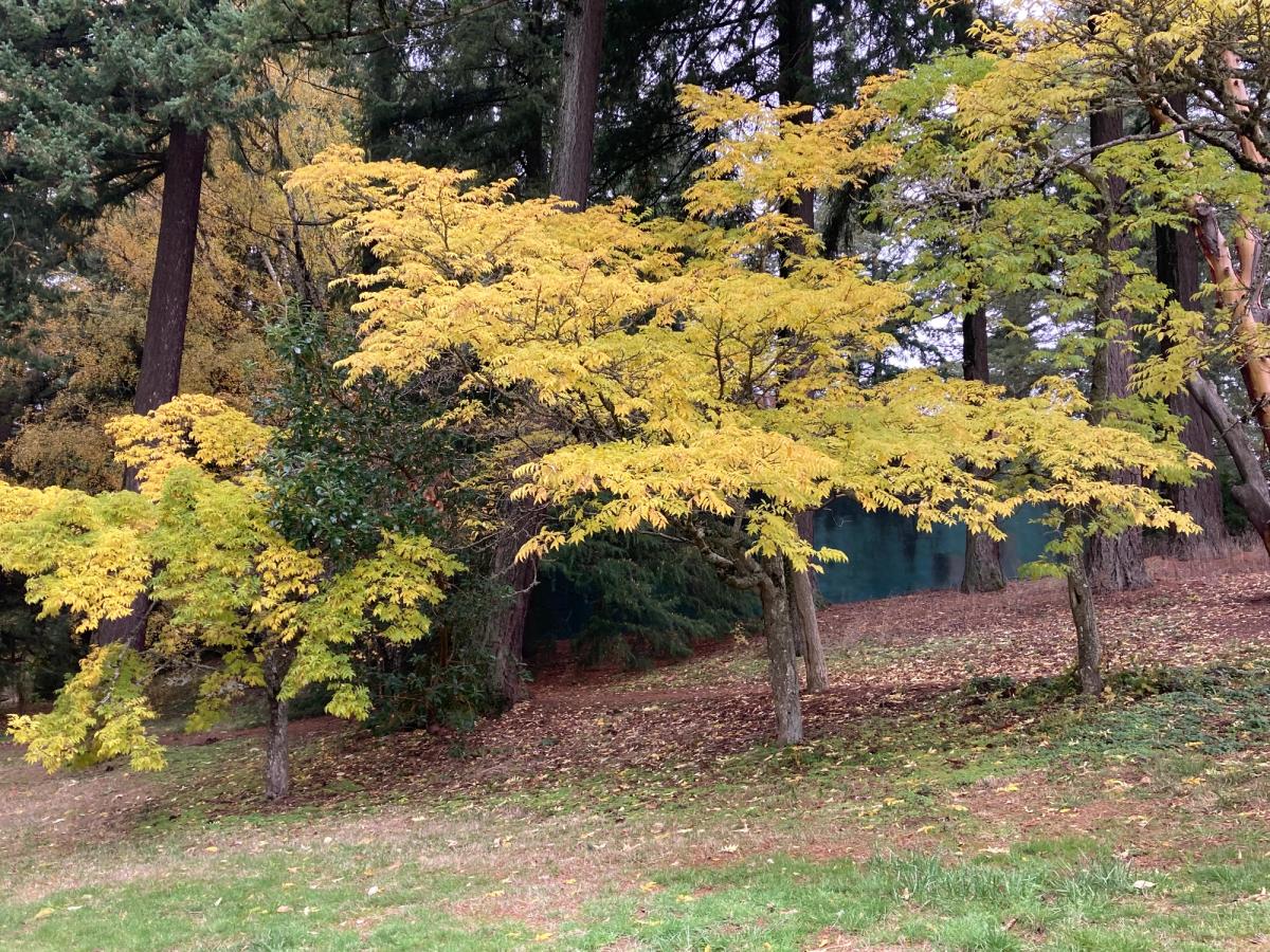 Phellodendron amurense