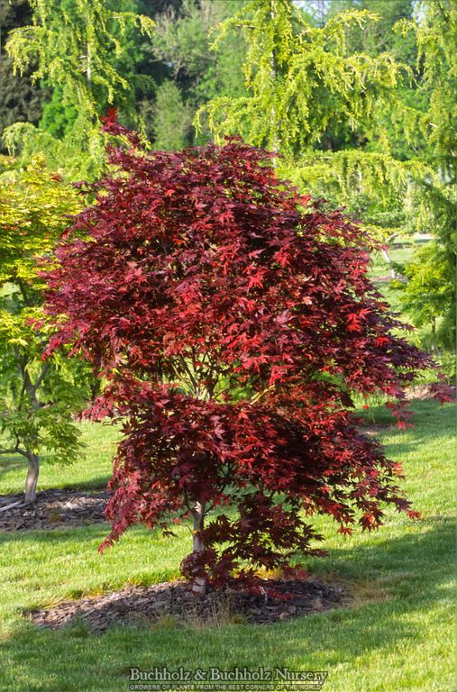 Acer palmatum 'Purple Ghost'