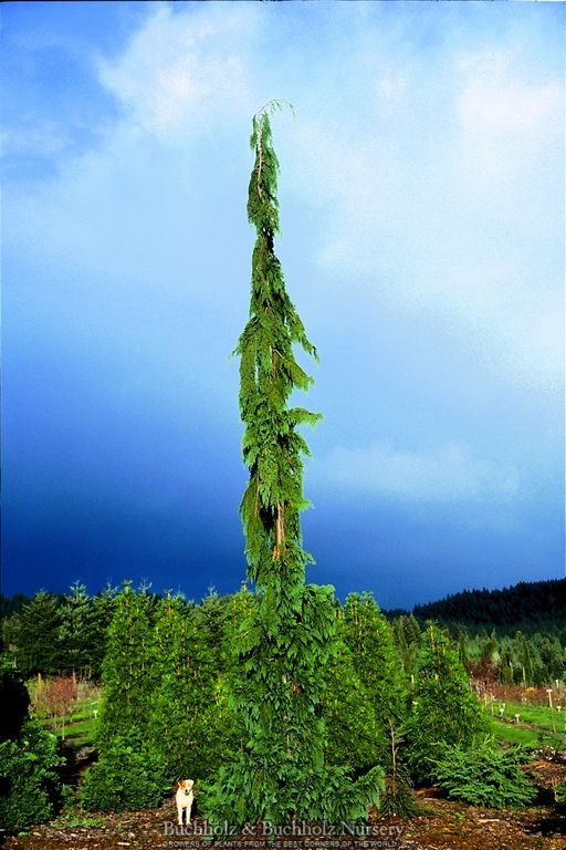 Chamaecyparis nootkatensis 'Green Arrow'