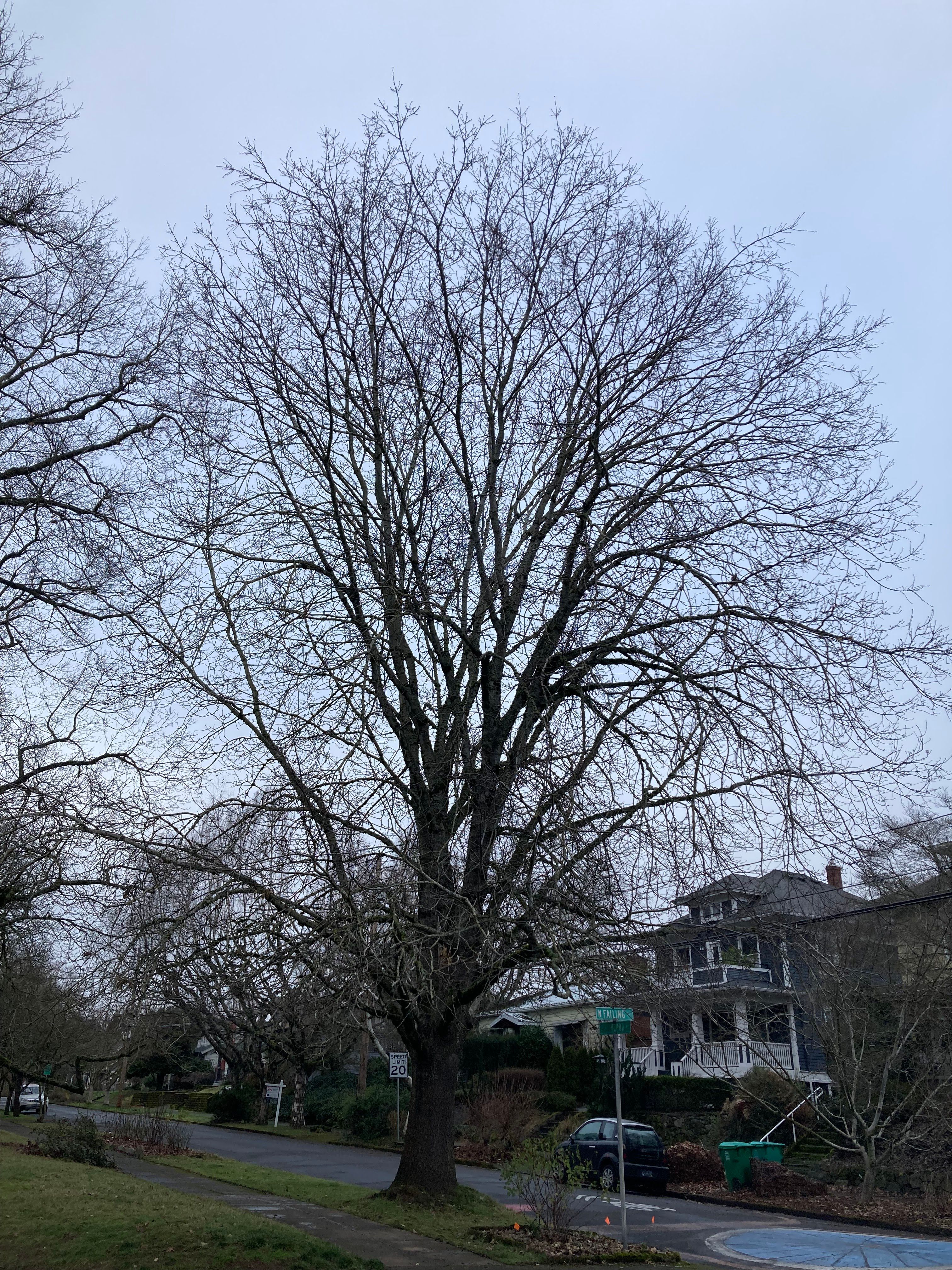 Quercus kelloggii