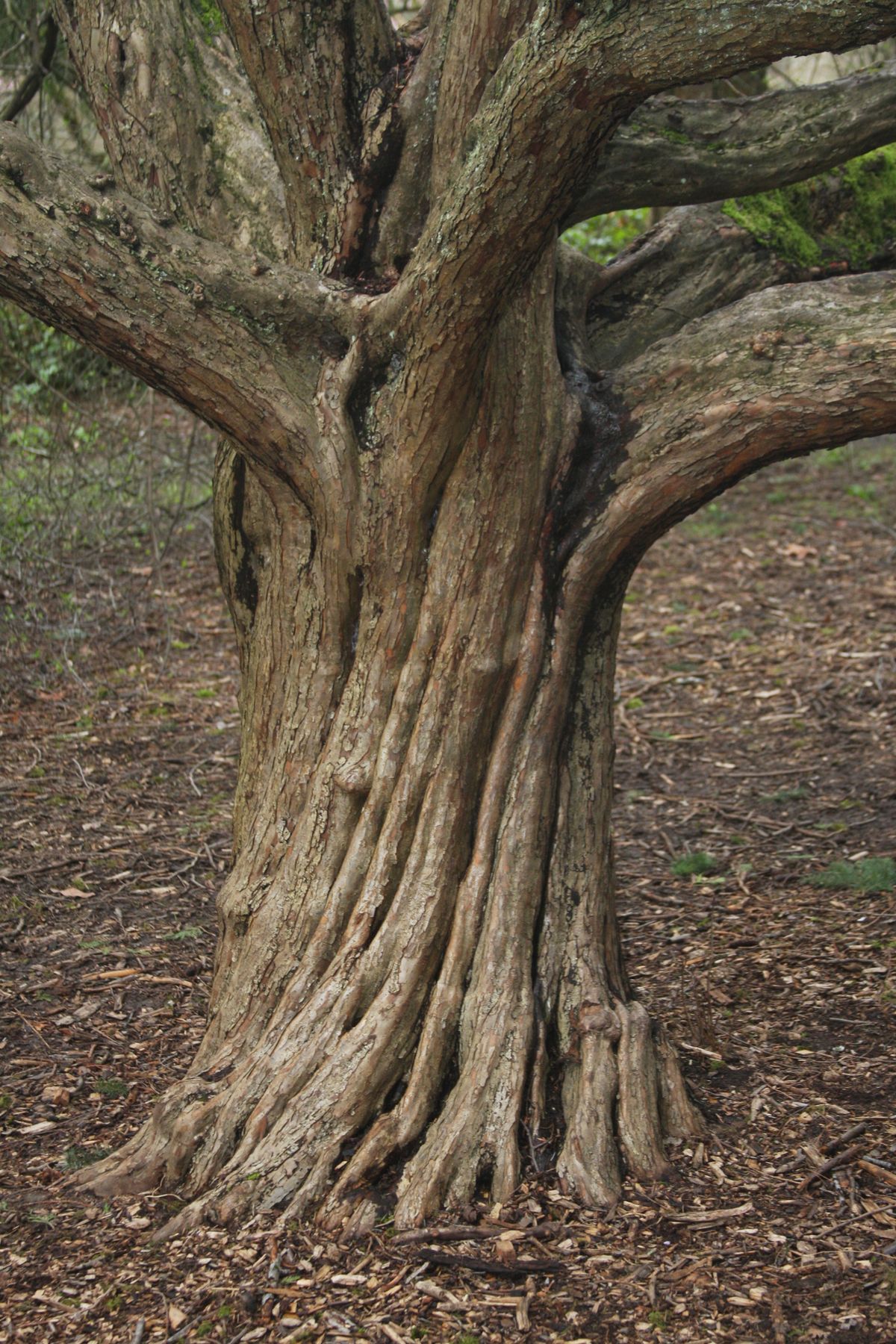 Malus fusca, November 1998