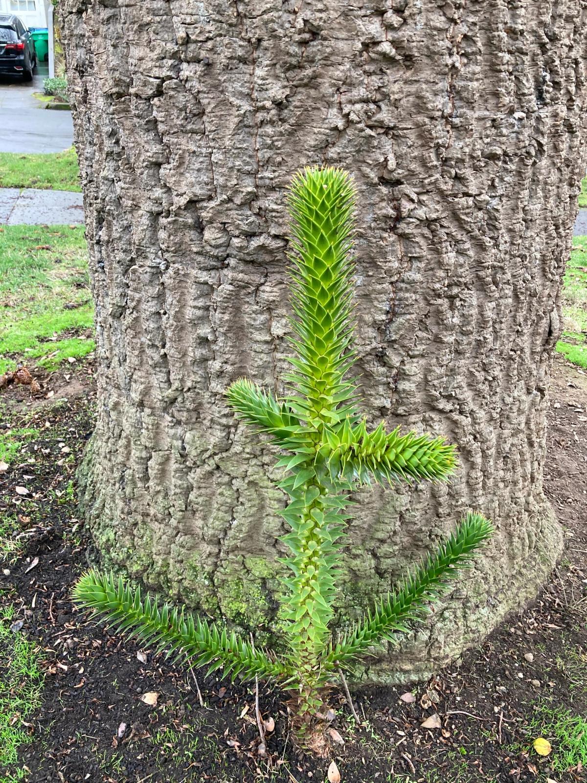 Male Araucaria araucana