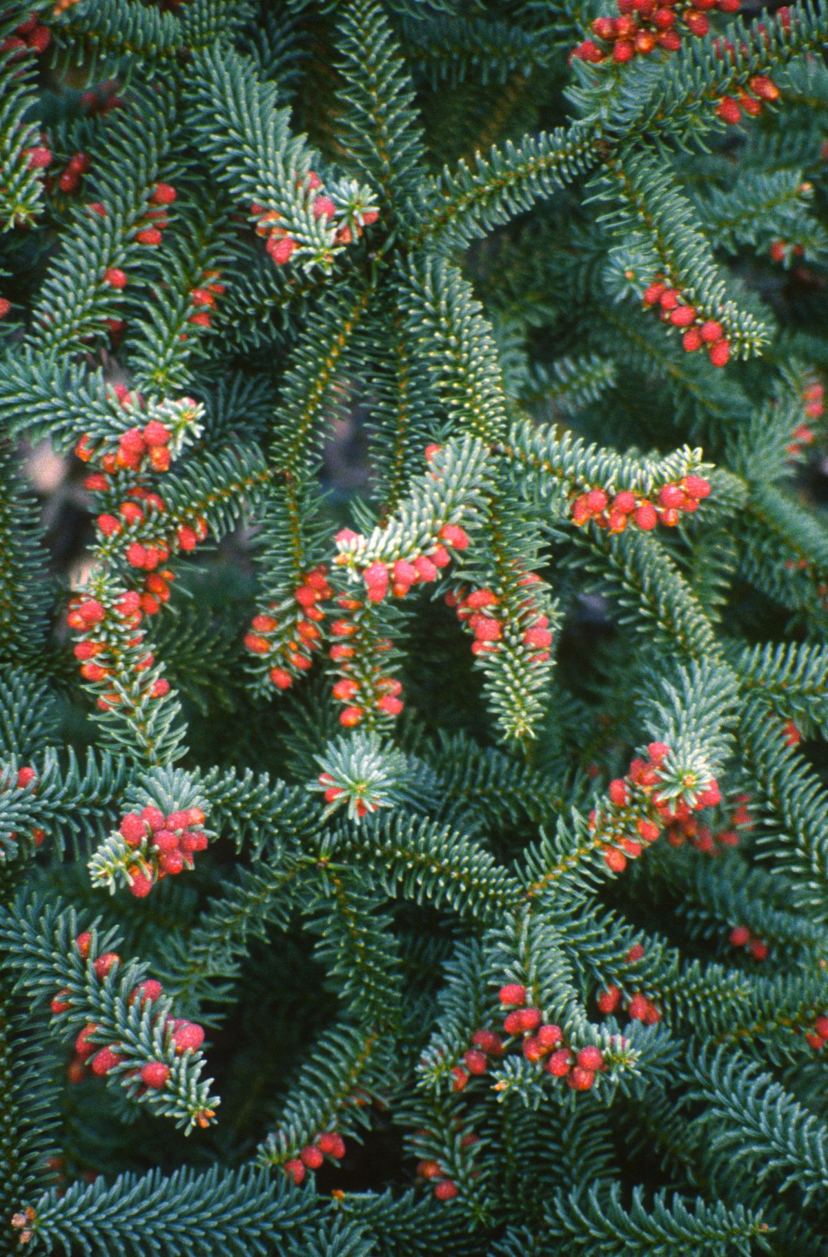 Abies pinsapo 'Hammondii'