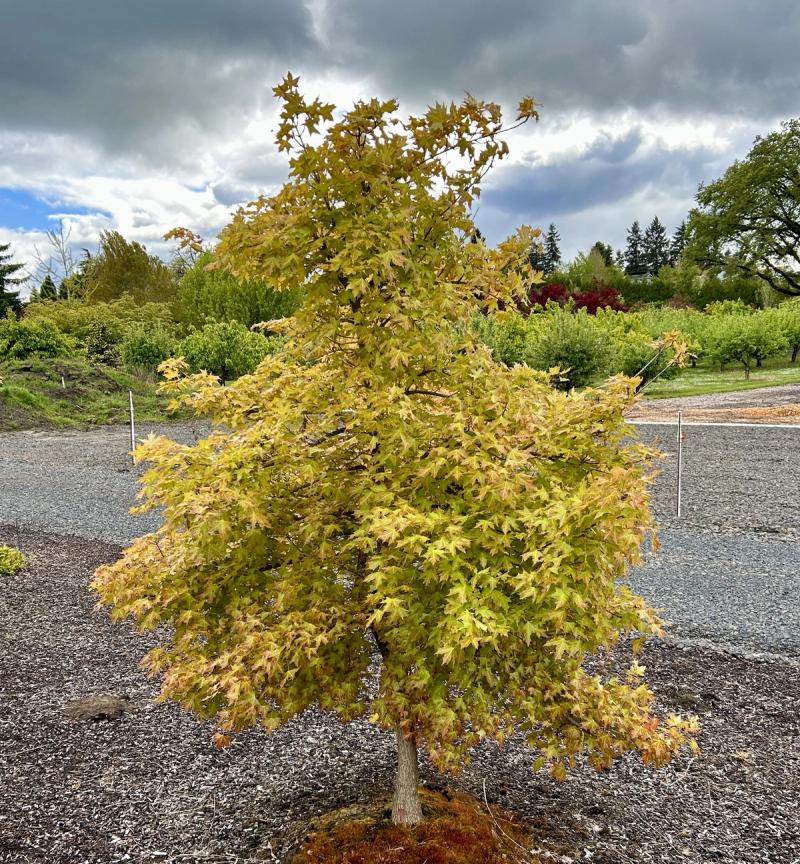 Acer truncatum Super Dragon