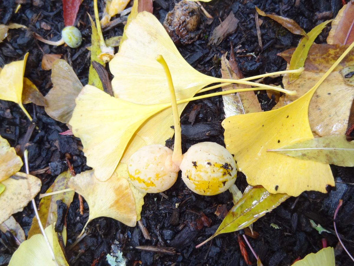 Ginkgo biloba