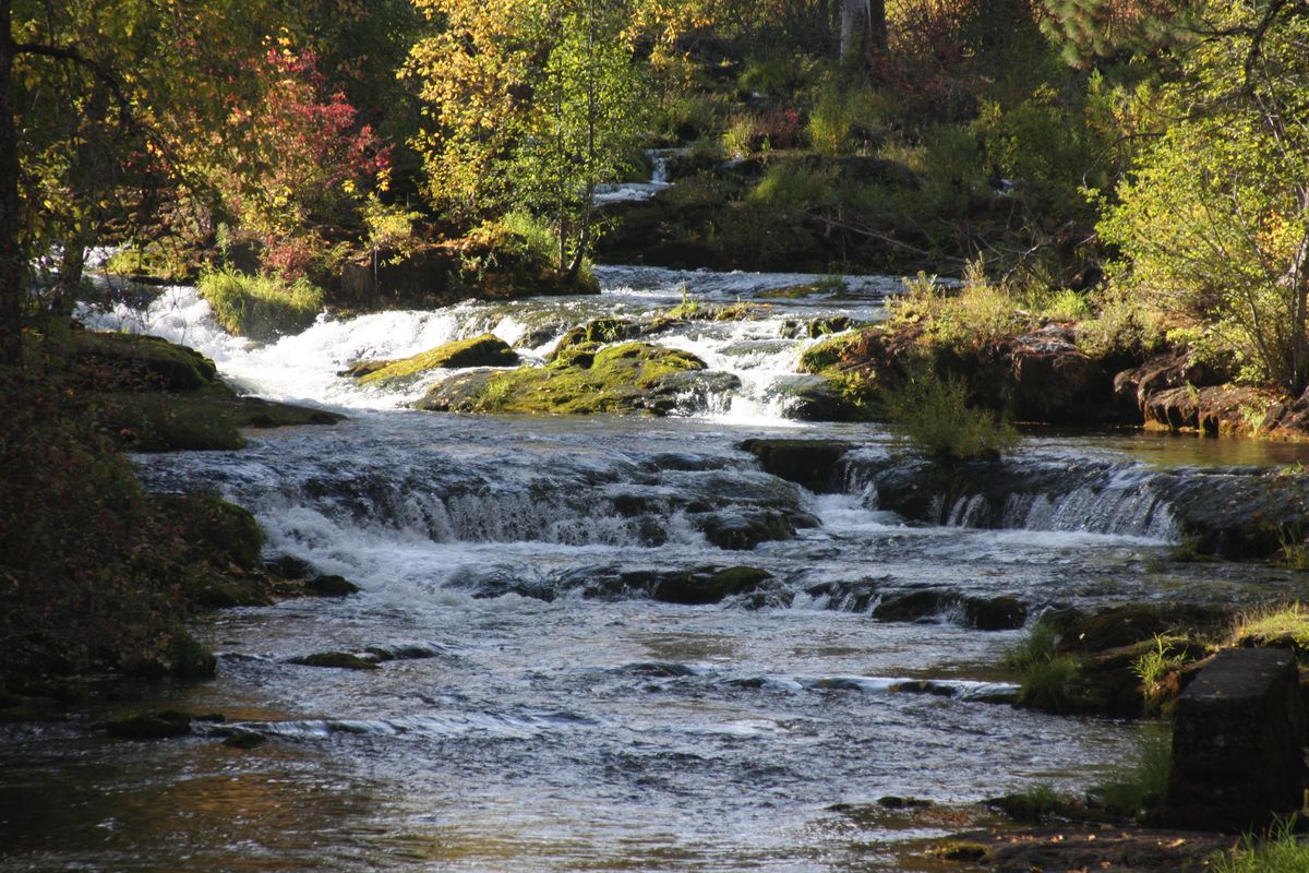 I returned over the Trout Lake bridge, but first paused for a minute or two to watch how the changing autumn sky influenced the scene. I can imagine watching a one-day movie, From the Bridge, and at the end I and most viewers would rate it as a valuable experience. The town sign said Trout Lake so you had to take their word for it, though the city consisted of just a gas station/diner --where you can order local huckleberry pie with ice cream-- and the old wooden general store with a nice resting porch in front. Always when visiting in fall I purchase a bag of wild huckleberries that are picked by gleaner-types in the nearby huckleberry fields. I've even been on a road through these "fields" where a handshake agreement was codified over 100 years ago where nondians have access to one side of the road while the natives have exclusive rights to the other, however these days most of the berries are harvested by southeastern Asians. There are numerous species of Vaccinum native to this area and I've barely begun to individually identify them. I do know though, that the nearby Indian Heaven Wilderness features V. deliciosum, aptly named and my favorite.