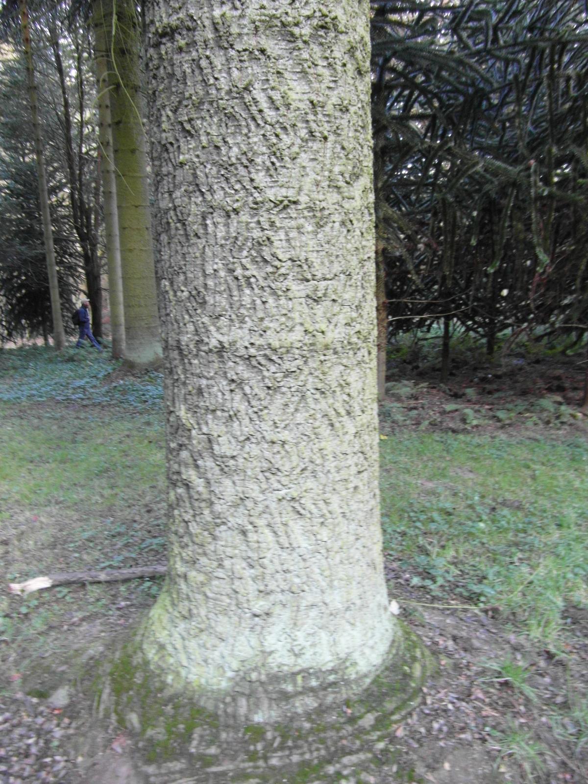 Araucaria araucana at Arboretum Tervuren