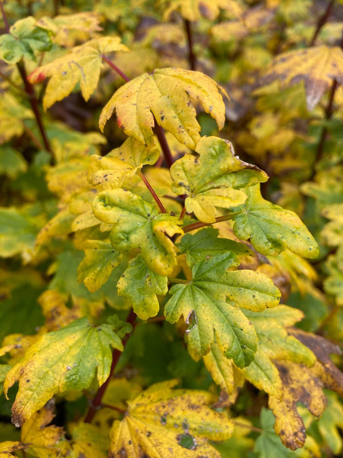 Acer circinatum 'WB Hoyt'