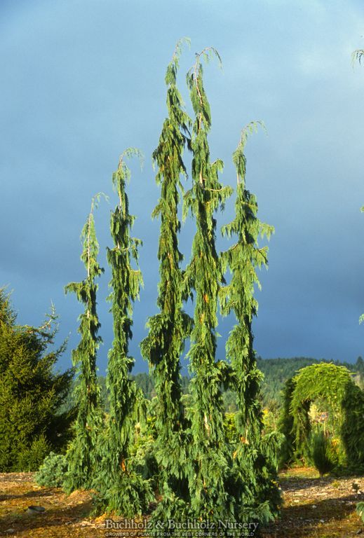 Chamaecyparis nootkatensis 'Green Arrow'