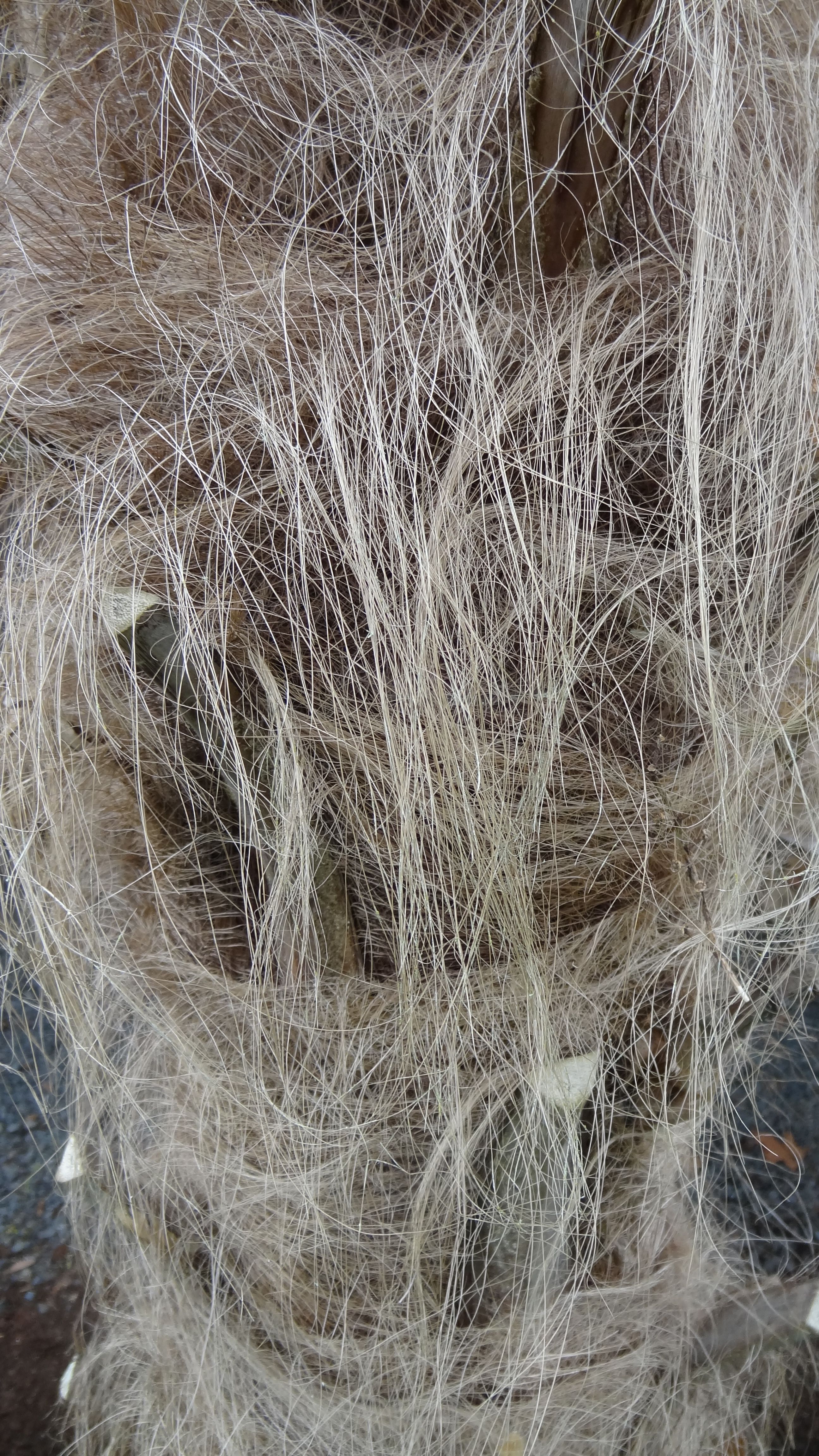 Trachycarpus fortunei