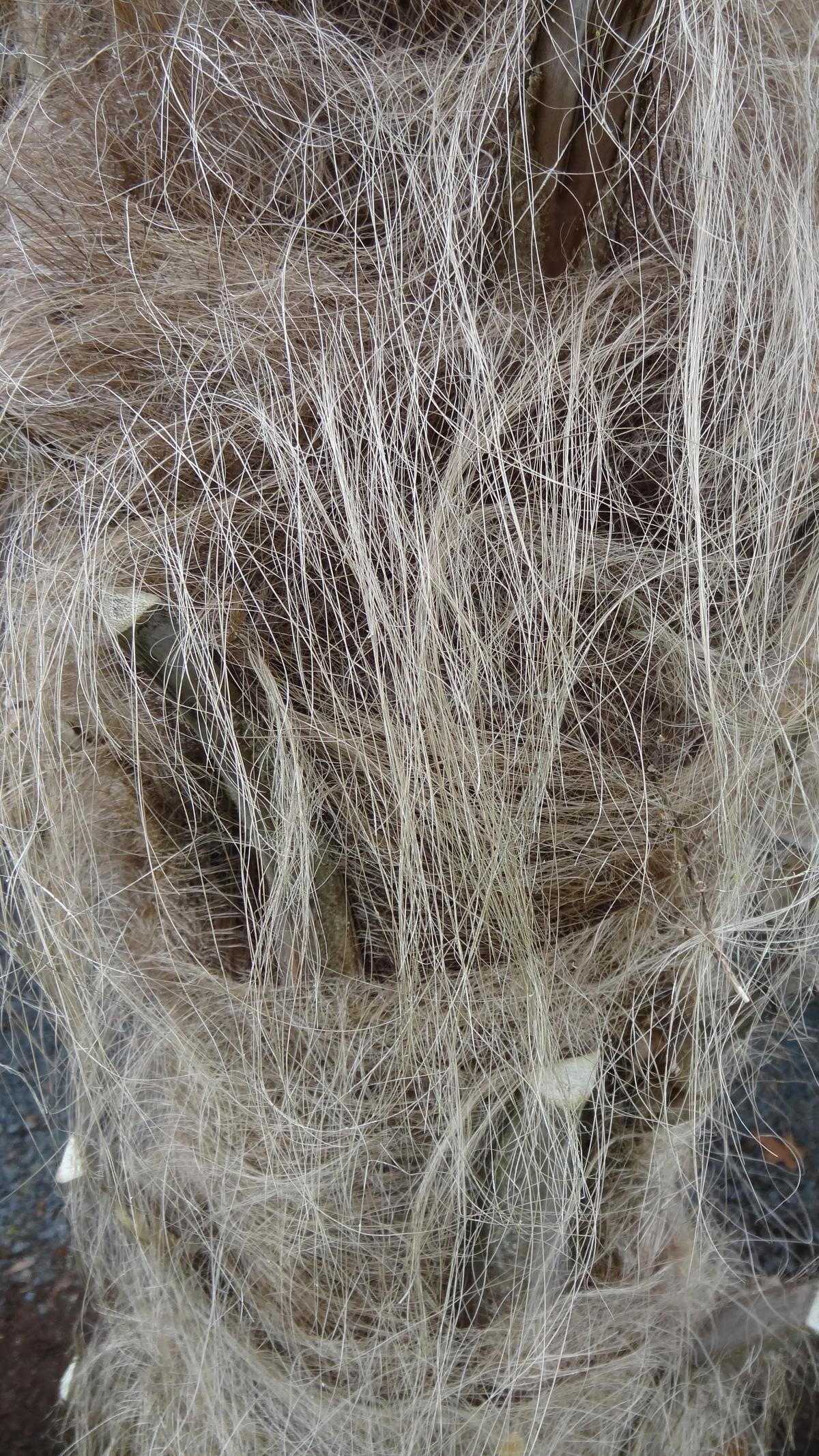 Trachycarpus fortunei