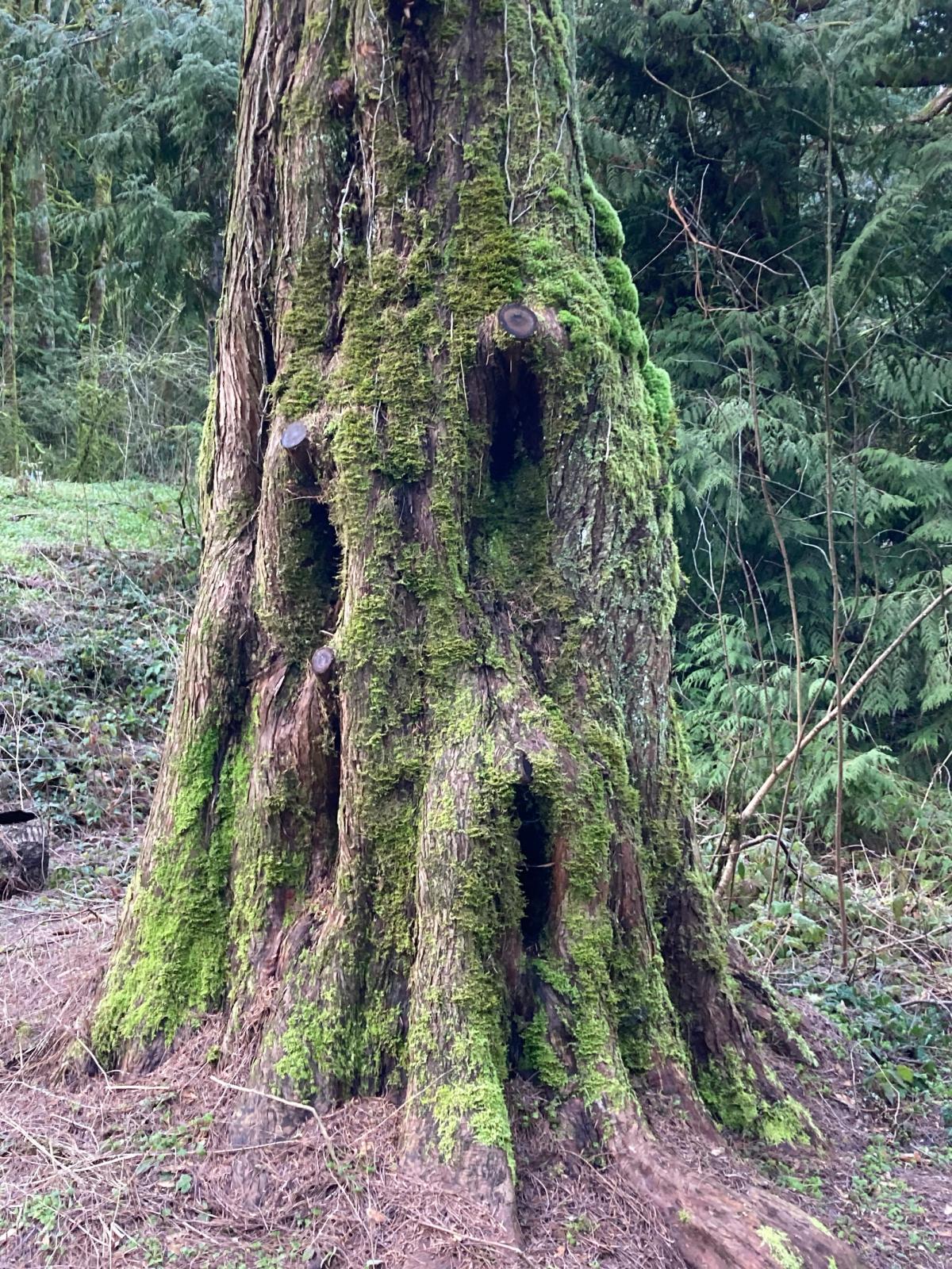Metasequoia glyptostroboides
