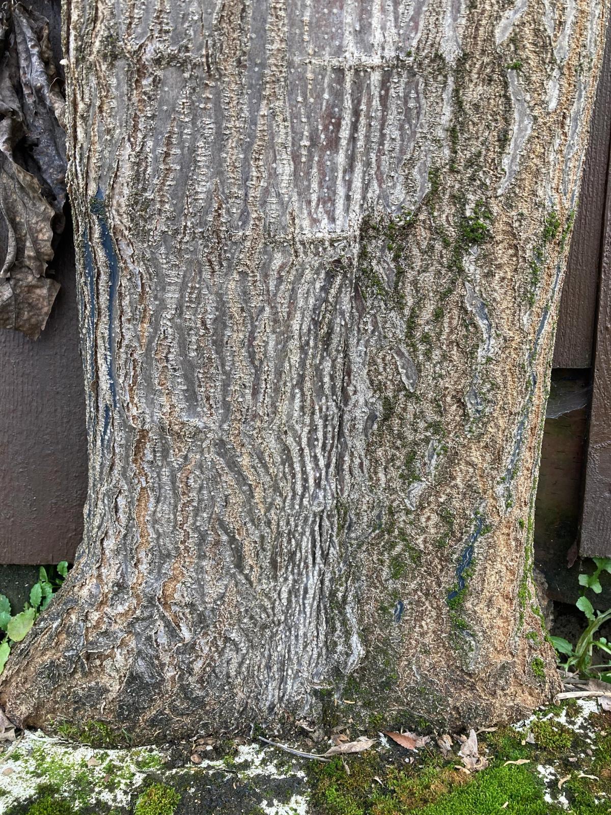 Frangula (Rhamnus) purshiana