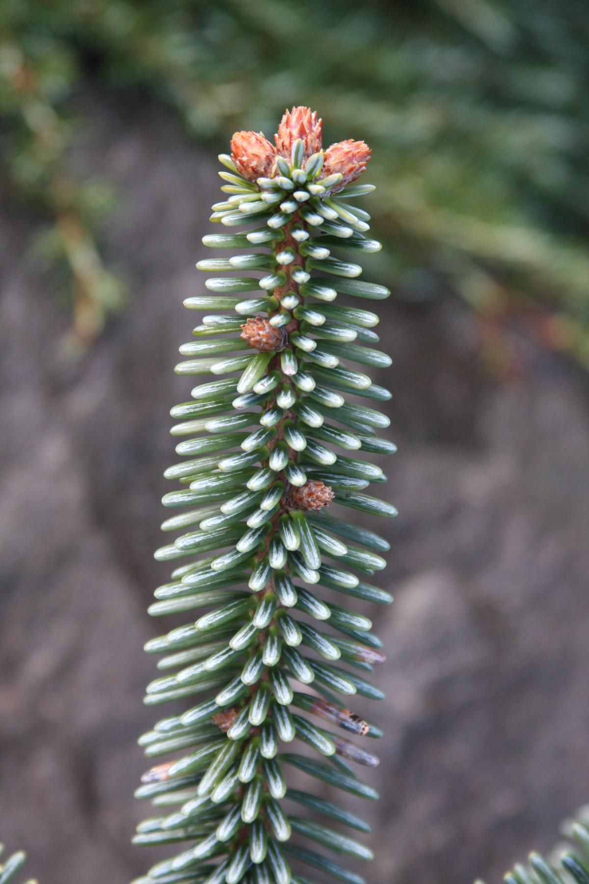 Abies morocana