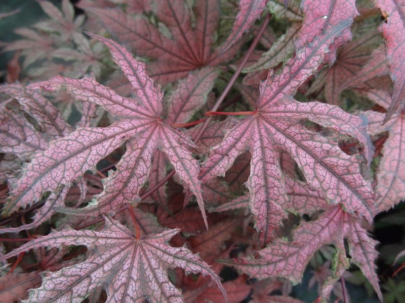 Acer palmatum Frosted Purple 1