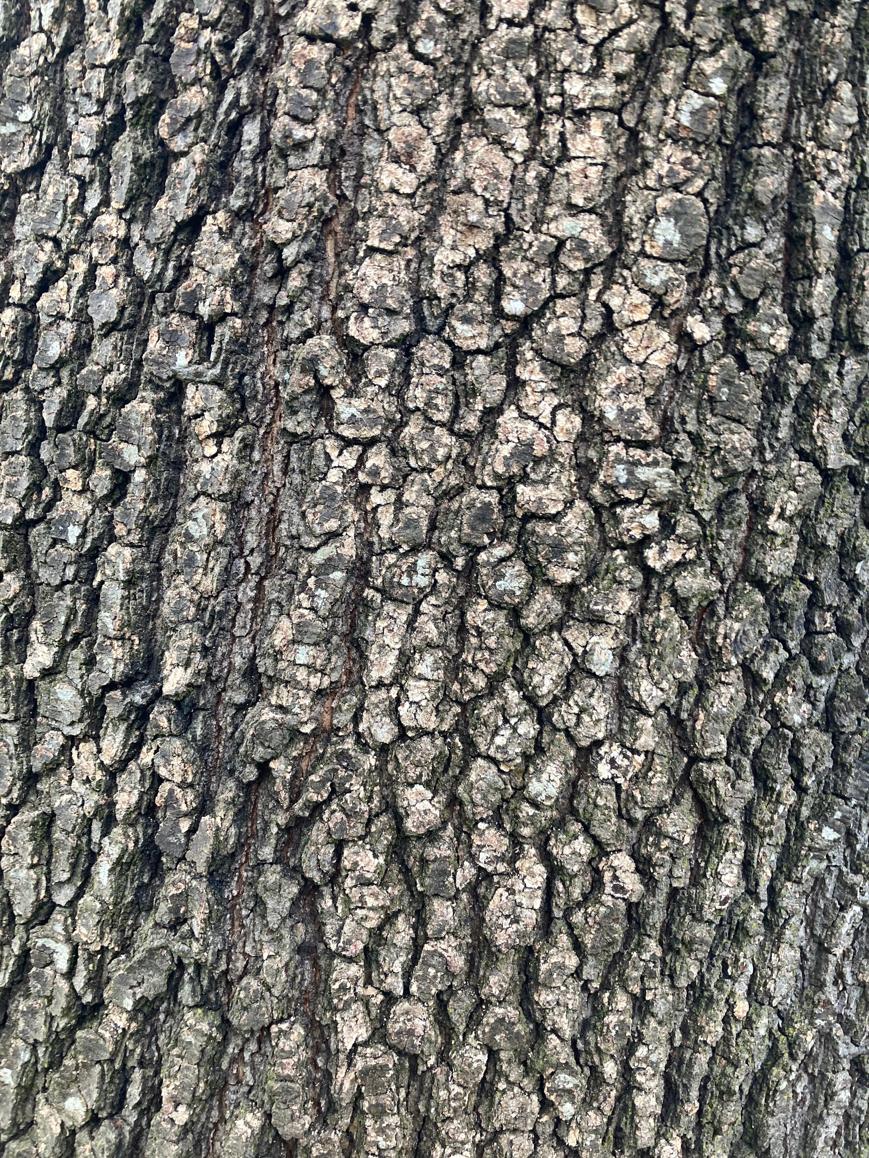 Quercus kelloggii