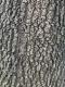 Quercus kelloggii
