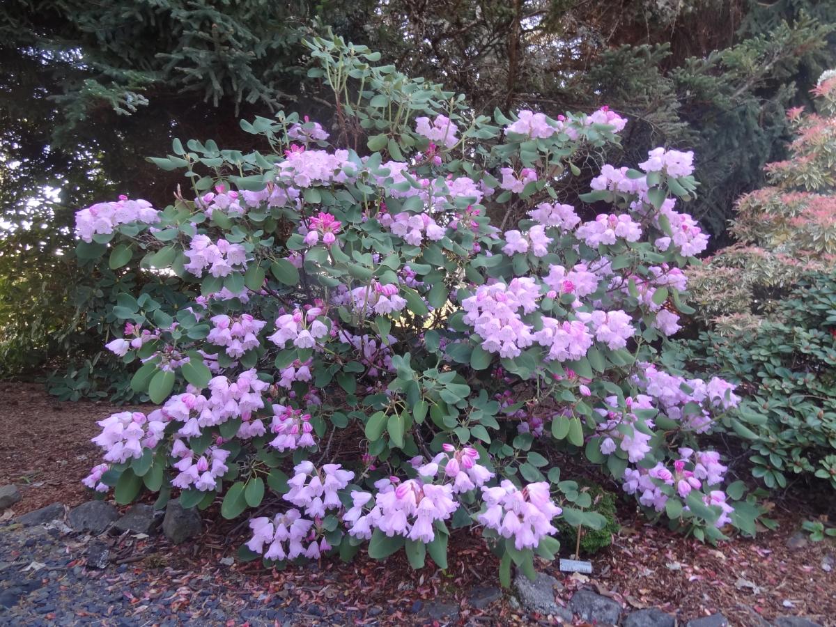 Rhododendron orbiculare 'Edinburgh'
