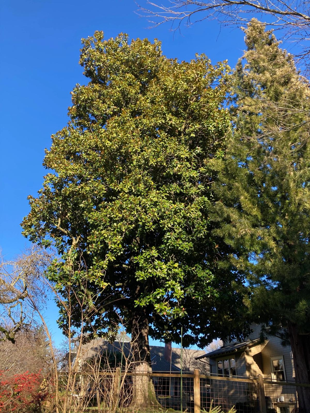 Magnolia grandiflora with Sciadopitys