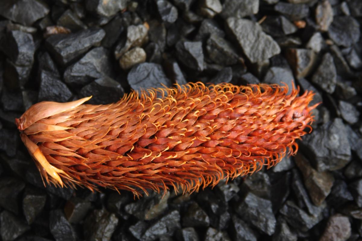 Araucaria araucana male pollen flower