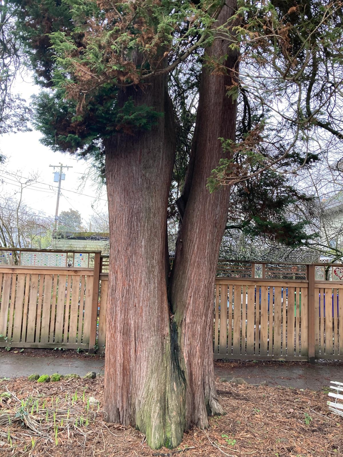 Chamaecyparis pisifera