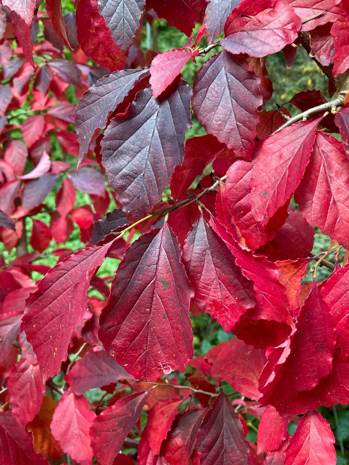 Parrotia subaequalis